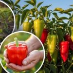 Ανθεκτικές στην ξηρασία και τις ασθένειες: πέντε ανθεκτικές ποικιλίες πιπεριάς
