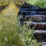 Τα ζιζάνια θα εξαφανιστούν γρηγορότερα: ένα τέχνασμα ποτίσματος που λίγοι γνωρίζουν Τα ζιζάνια θα εξαφανιστούν γρηγορότερα: ένα τέχνασμα ποτίσματος που λίγοι