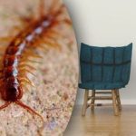 Πώς να σταματήσετε τις σαρανταποδαρούσες από το να καταλάβουν το σπίτι σας: μπορείτε να τις ξεφορτωθείτε για τα καλά Πώς να σταματήσετε τις σαρανταποδαρούσες από το να καταλάβουν το