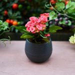 Προσθέτω μια σταγόνα στη γλάστρα, και το λουλούδι μεγαλώνει σαν