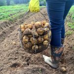 Καλό είναι να καλλιεργούνται μαζί με πατάτες για μεγαλύτερη απόδοση: 12 φυτά Καλό είναι να καλλιεργούνται μαζί με πατάτες για μεγαλύτερη απόδοση: