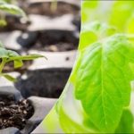 Γιατί τα σπορόφυτα είναι λεπτά και αδύναμα: τα κύρια λάθη