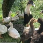 Πεκίνο, μοσχάρια ή μουλάρια: πλεονεκτήματα και μειονεκτήματα δημοφιλών φυλών Πεκίνο, μοσχάρια ή μουλάρια: πλεονεκτήματα και μειονεκτήματα δημοφιλών φυλών