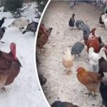 Κρέας ή κατοικίδιο: ποιες γαλοπούλες είναι πιο κερδοφόρες για να