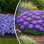 Πώς να καλλιεργήσετε λουλούδια εκεί που δεν φυτρώνει τίποτα: συμβουλές