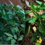 Γιατί η πρώιμη σπορά πιπεριάς μειώνει τις αποδόσεις: η εξήγηση