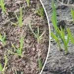 Τι να κάνετε με το χειμερινό σκόρδο την άνοιξη: συμβουλές