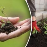 Ημερολόγιο σποράς για τον Μάρτιο 2026: ακριβείς ημερομηνίες σποράς και