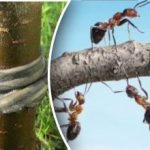 Κουρέλια και μπαχαρικά: Πώς να διώξετε τα παράσιτα από τον