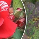 Μαύρες κηλίδες στα τριαντάφυλλα: πώς να αποτρέψετε τη μυκητιασική ασθένεια