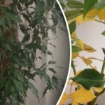 Γιατί πέφτουν τα φύλλα στα λουλούδια - 7 κρυφές αιτίες