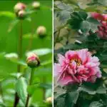 Οι παιώνιες ζουν 50 χρόνια αλλά δεν ανθίζουν πάντα: πώς