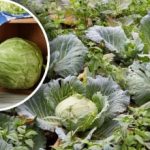 "Ζωντανός θόλος" για το λάχανο: γείτονες στο κρεβάτι που βοηθούν