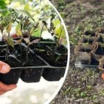 Ο παγετός δεν φοβάται τον παγετό: ποια λαχανικά, δέντρα και