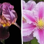 Θανατηφόρα για τις γάτες και επικίνδυνα για τους ανθρώπους: 5