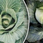 Δεν μπορείτε να υπολογίζετε στο μεγάλο: τι δεν πρέπει να φυτεύετε κοντά στο λάχανο Δεν μπορείτε να υπολογίζετε στο μεγάλο: τι δεν πρέπει να