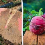 Καλύτεροι και χειρότεροι "γείτονες" για τα παντζάρια: τι μπορεί και