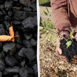 4 απροσδόκητοι τρόποι χρήσης του κάρβουνου στον κήπο