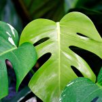 Monstera κιτρίνισμα - τι λείπει: διαγνώστε τα φύλλα