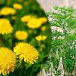 Portulaca, wheatgrass, ragweed: πώς να απαλλαγείτε από τα ζιζάνια στον