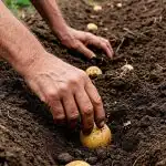 Πότε να φυτέψετε πατάτες τον Απρίλιο του 2026: τυχερές και επικίνδυνες ημέρες σύμφωνα με το σεληνιακό ημερολόγιο Πότε να φυτέψετε πατάτες τον Απρίλιο του 2026: τυχερές και