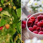 Πώς να πάρετε 300 κιλά σμέουρα από ένα μικρό οικόπεδο: