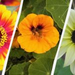 Από το σπόρο στο μπουμπούκι σε 45 ημέρες: ποια λουλούδια