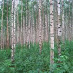 Τα 9 χειρότερα δέντρα για τον κήπο: τι δεν πρέπει να φυτέψετε στην αυλή σας και ποιες εναλλακτικές υπάρχουν Τα 9 χειρότερα δέντρα για τον κήπο: τι δεν πρέπει