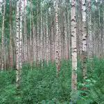 Τα 9 χειρότερα δέντρα για τον κήπο: τι δεν πρέπει