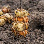 wireworm-.png