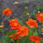 10 πολυετή λουλούδια που γίνονται καλύτερα με τα χρόνια: οι