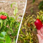 Ένα λάθος και θα μείνετε χωρίς σοδειά: τι να μην φυτέψετε με πιπεριές Ένα λάθος και θα μείνετε χωρίς σοδειά: τι να μην