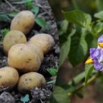 Απωθήστε τα ζωύφια και αυξήστε την απόδοση: ποια φυτά πρέπει