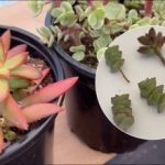 Για να μην τεντώσουν τα παχύφυτα προς τα πάνω: πώς