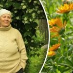 Από τις αφίδες και ακόμη και το σκαθάρι πατάτας Κολοράντο: