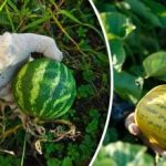 Τι συμβαίνει αν φυτέψετε πεπόνια και καρπούζια δίπλα-δίπλα: 3 λόγοι