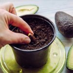 Πώς να καλλιεργήσετε αβοκάντο στο περβάζι του παραθύρου: οδηγίες βήμα προς βήμα Πώς να καλλιεργήσετε αβοκάντο στο περβάζι του παραθύρου: οδηγίες βήμα