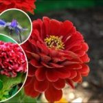 Φωτεινά παρτέρια σε σύντομο χρονικό διάστημα: Ποια γρήγορα αναπτυσσόμενα λουλούδια