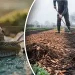 Οι γυμνοσάλιαγκες θα εξαφανιστούν για πάντα: το κύριο λάθος των