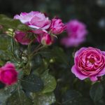 Πώς να κλαδέψετε τα τριαντάφυλλα για να ανθίσουν πλούσια: οι