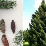 Ο παγετός, η ξηρασία και η αιθαλομίχλη δεν αποτελούν πρόβλημα: