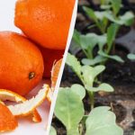 Λίπασμα και προστασία από παράσιτα: οι κηπουροί ανακάλυψαν πώς να