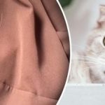 Δεν χρειάζεται ρολό: Πώς να αφαιρέσετε το μαλλί από τα ρούχα και τα έπιπλα Δεν χρειάζεται ρολό: Πώς να αφαιρέσετε το μαλλί από τα