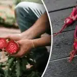 Οι γείτονες θα γελάσουν: ποια φυτά χαλάνε την καλλιέργεια τεύτλων