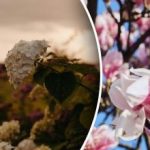 Δεν μπορείς να ονειρευτείς ότι ανθίζεις: 5 φυτά που δεν