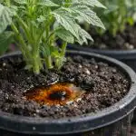 Μια σταγόνα ιωδίου μετατρέπει τα αδύναμα φυτά σε δυνατούς θάμνους unnamed-file.png