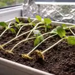 Γιατί τα σπορόφυτα αγγουριού τεντώνονται και πέφτουν στο περβάζι του παραθύρου unnamed-file.png