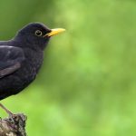 Γιατί ο κήπος σας μπορεί να προσελκύσει το κοτσύφι: ποια