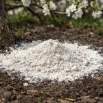 Οι δαμασκηνιές θα αποτύχουν με μια καλλιέργεια μετά από μια ανοιξιάτικη χούφτα αλεύρι δολομίτη unnamed-file.png