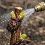 Το μυστικό για γιγαντιαία σμέουρα βρίσκεται σε μια ανοιξιάτικη θεραπεία κατά των κρυφών παρασίτων unnamed-file.png